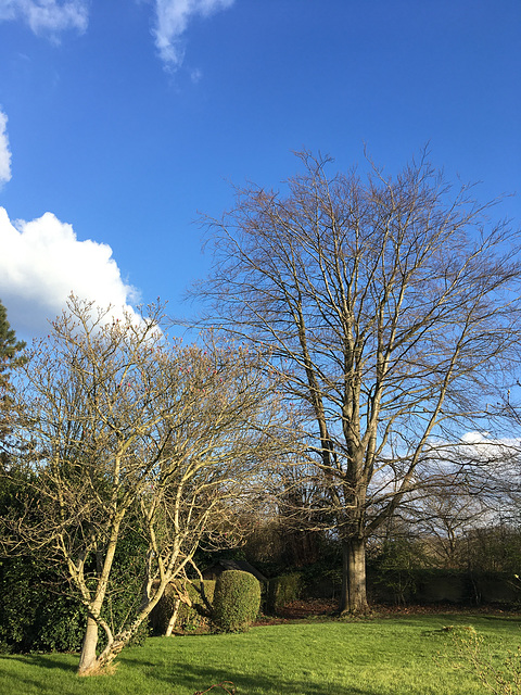 Magnolia seulement en bouton