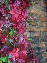 creeper on a brick wall