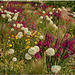 Folkestone Flowerbed