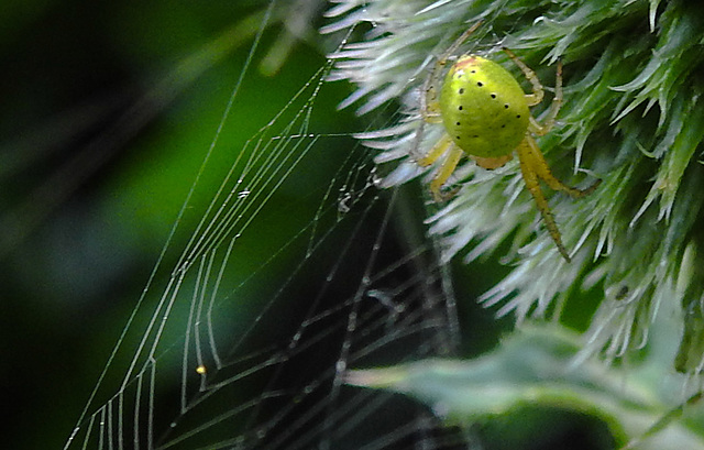 20230623 1116CPw [D~LIP] Kürbisspinne (Araniella cucurbitina), Bad Salzuflen