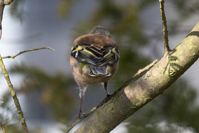 20150312 7297VRTw [D~RI] Buchfink (Fringilla coelebs), Rinteln