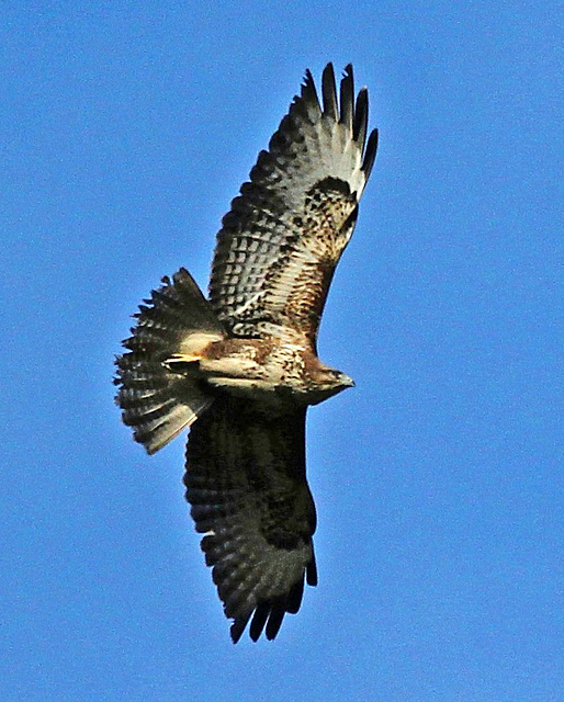 Bussard