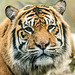 Tiger portrait (1)