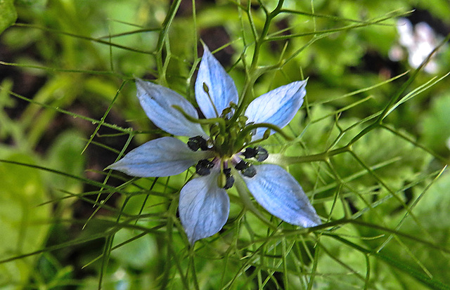 20210718 1807CPw [D~LIP] Damaszener Schwarzkümmel (Nigella damascena), Bad Salzuflen