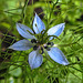 20210718 1807CPw [D~LIP] Damaszener Schwarzkümmel (Nigella damascena), Bad Salzuflen