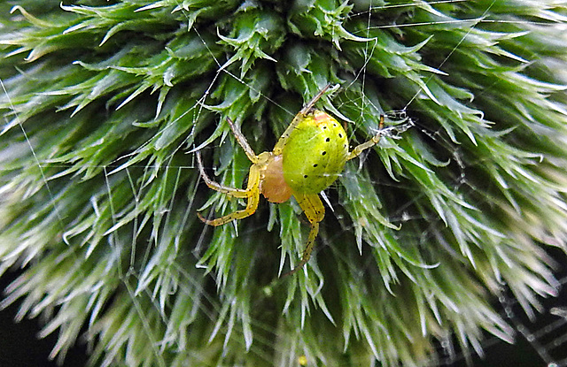 20230623 1118CPw [D~LIP] Kürbisspinne (Araniella cucurbitina), Bad Salzuflen