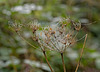 Dewdrops on Spider's Webs