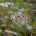 Dewdrops on Spider's Webs