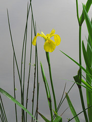 Louisiana iris