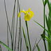 Louisiana iris