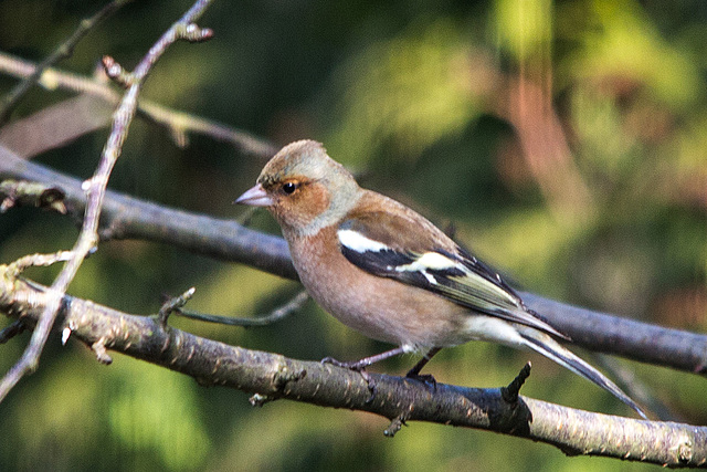 20150312 7300VRTw [D~RI] Buchfink (Fringilla coelebs), Rinteln