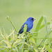 Indigo Buntings