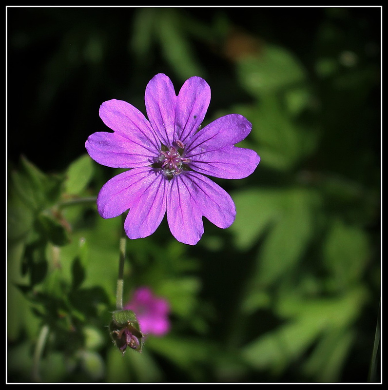 Geranium pyrenaicum- géranium des Pyrénées