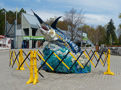 Flash the Marlin (1) - 15 May 2019