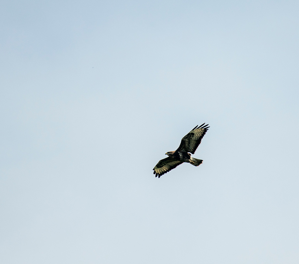 Buzzard
