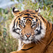 Tiger portrait (2)