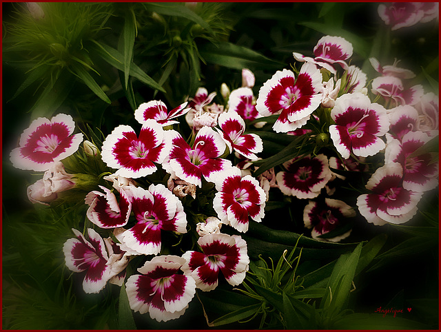 Œillet du poète ...Dianthus barbatus !.........HFF//