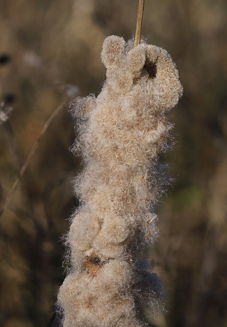 Typha