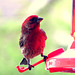 He was watching the female at the feeder.