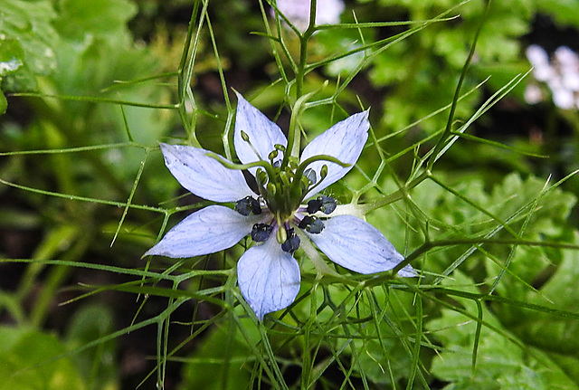 20210718 1808CPw [D~LIP] Damaszener Schwarzkümmel (Nigella damascena), Bad Salzuflen