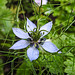20210718 1808CPw [D~LIP] Damaszener Schwarzkümmel (Nigella damascena), Bad Salzuflen