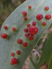 Galls on a Eucalyptus leaf