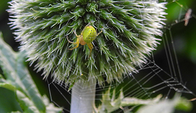 20230623 1119CPws [D~LIP] Kürbisspinne (Araniella cucurbitina), Bad Salzuflen