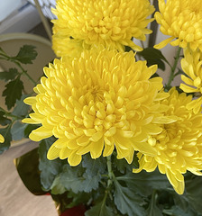 Chrysanthimum / 菊花 / ಸೇವಂತಿಗೆ