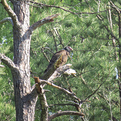 Turkey vulture
