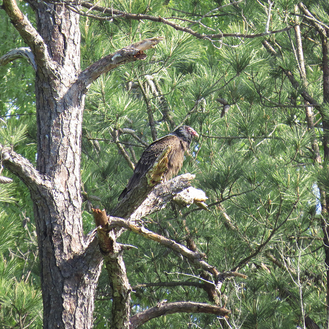 Turkey vulture