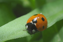 Coccinelle