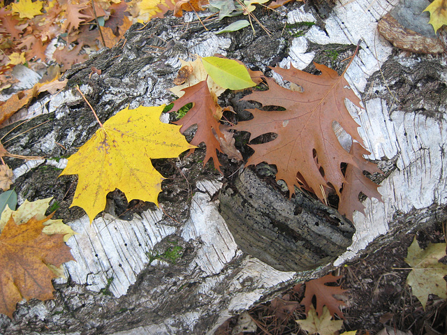 Herbstfarben im Mischwald