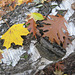 Herbstfarben im Mischwald