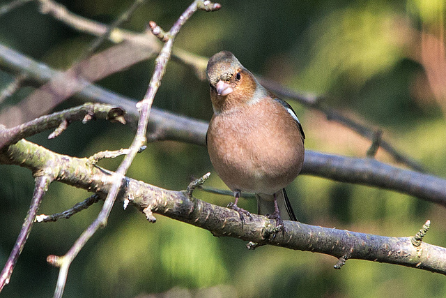 20150312 7301VRTw [D~RI] Buchfink (Fringilla coelebs), Rinteln