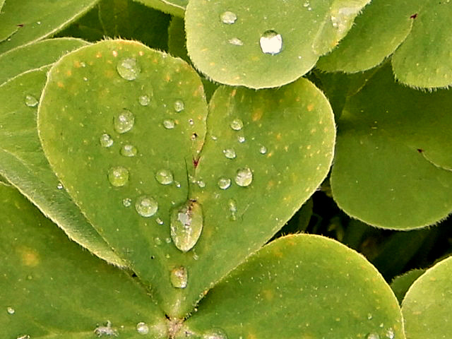 petite pluie du matin