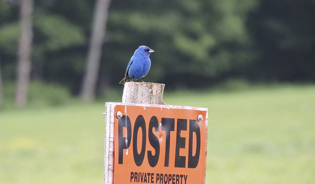 Indigo Buntings