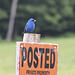 Indigo Buntings