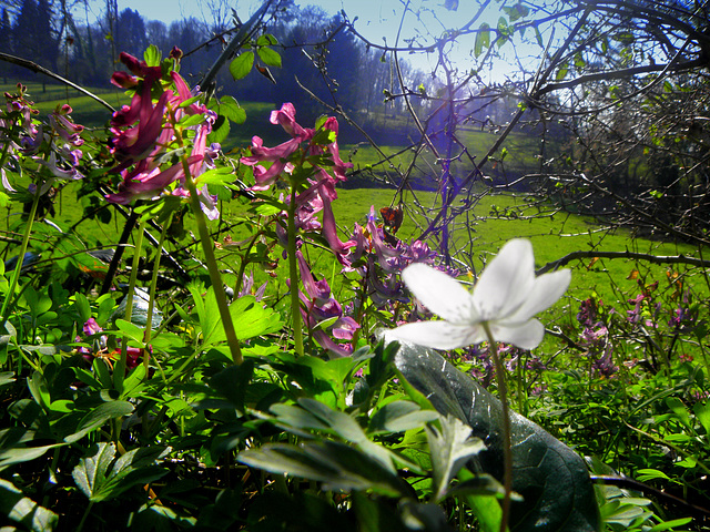 Wild Flowers