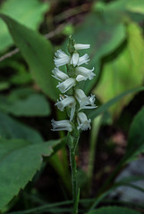 Spiranthes arcisepala (possible identification)