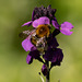 Tree Bumblebee