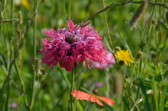 Blumenwiese