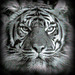 Tiger portrait 2