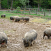 Les cochons ont la réputation d'être sales. Il faut dire qu'on ne fait rien pour les aider...