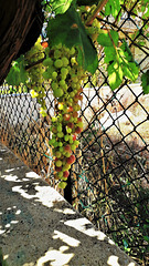 Grapes are always good for you!  HFF!