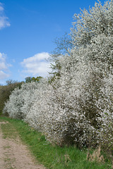 Proto-sloe gin