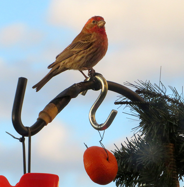 Our local male House finch.