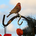 Our local male House finch.