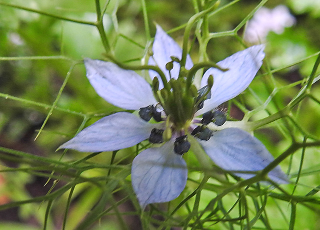 20210718 1809CPw [D~LIP] Damaszener Schwarzkümmel (Nigella damascena), Bad Salzuflen