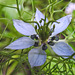 20210718 1809CPw [D~LIP] Damaszener Schwarzkümmel (Nigella damascena), Bad Salzuflen
