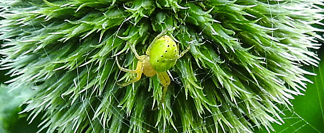 20230623 1120CPw [D~LIP] Kürbisspinne (Araniella cucurbitina), Bad Salzuflen